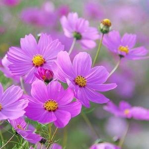 Meet your Posher, Kiki